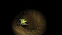 Cave Crave