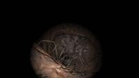 Cave Crave