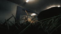 Huntsman