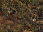 The Settlers IV