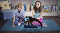 Wonderbook: A dinoszauruszok nyomában (Walking with Dinosaurs)