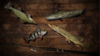 Professional Fishing