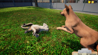 Animal Shelter