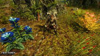 Fractured Online