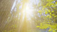Mindfulness Simulator