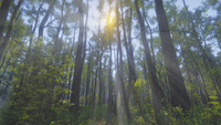 Mindfulness Simulator