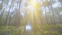 Mindfulness Simulator