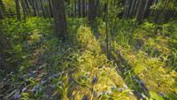 Mindfulness Simulator