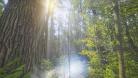 Mindfulness Simulator