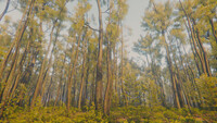 Mindfulness Simulator