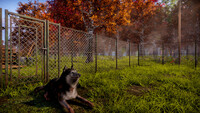 Animal Shelter 2