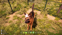Animal Shelter 2