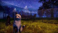 Animal Shelter 2