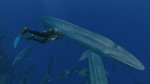 Endless Ocean 2: Adventures of the Deep (Wii)