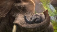 Zoo Tycoon (X360)
