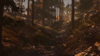 Through the Woods