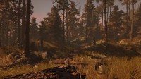 Through the Woods