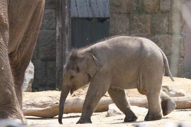 Bemutatkozott a Nokia Asha 501