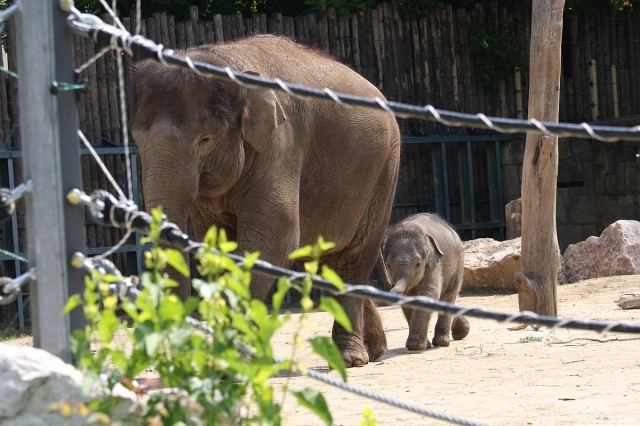 Bemutatkozott a Nokia Asha 501