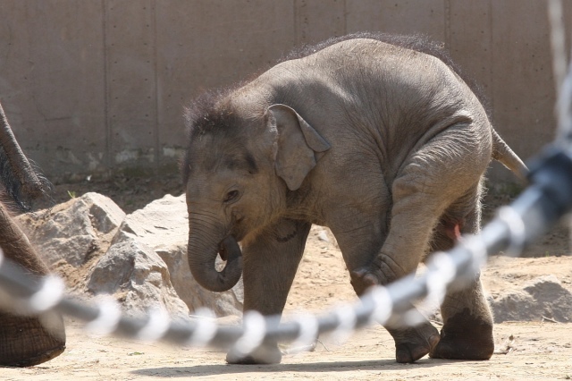 Bemutatkozott a Nokia Asha 501