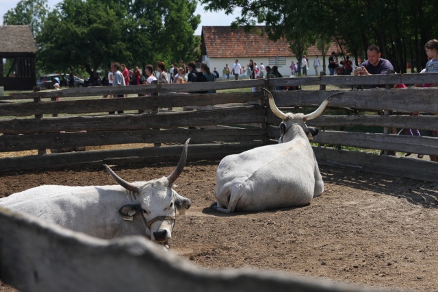 Programajánló: Pünkösdi Sokadalom a szentendrei Skanzenben