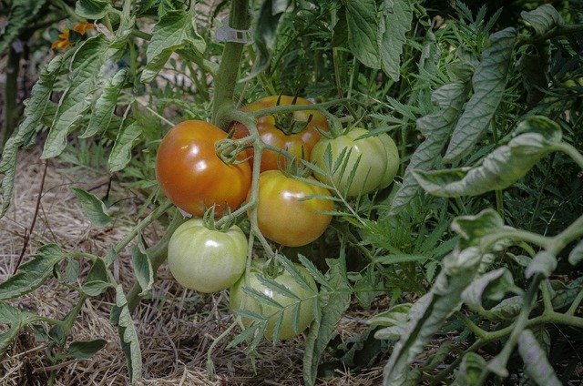 Mit érdemes tudni a vegyszermentes növénytermesztésről? (x)