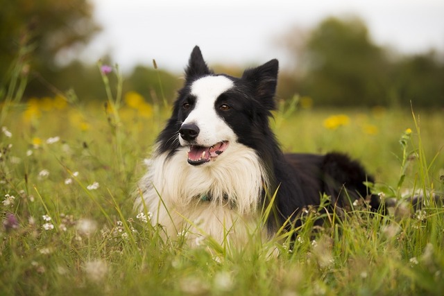 A legintelligensebb juhászkutya, az önálló border collie (x)