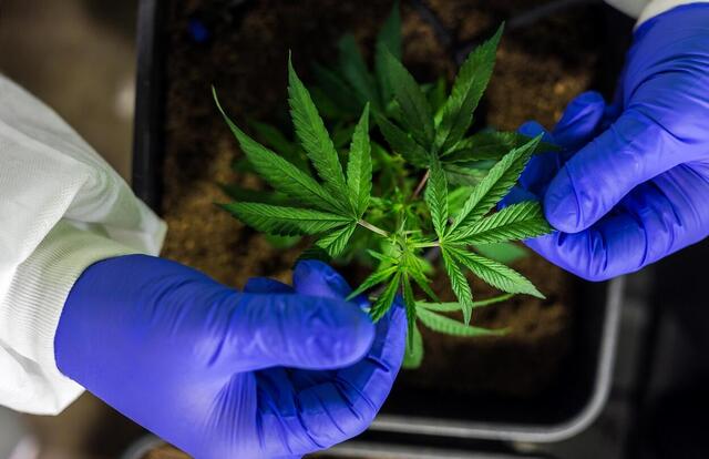 Hogyan segíthet a CBD a mentális jóllét támogatásában? (x)